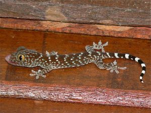 Baby Tokay Gecko - Juvenile