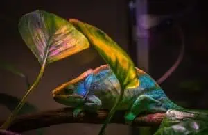 Close-up of Iguana Lizard