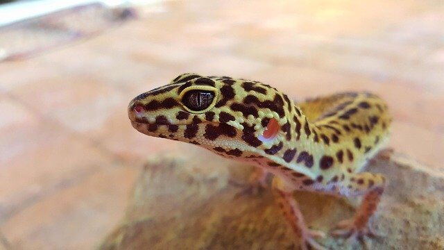 Leopard Gecko Close-up Yellow Black