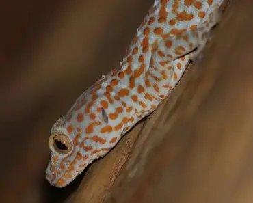 Orange Tokay Gecko lizard