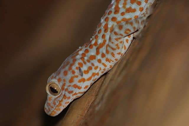 Orange Tokay Gecko lizard