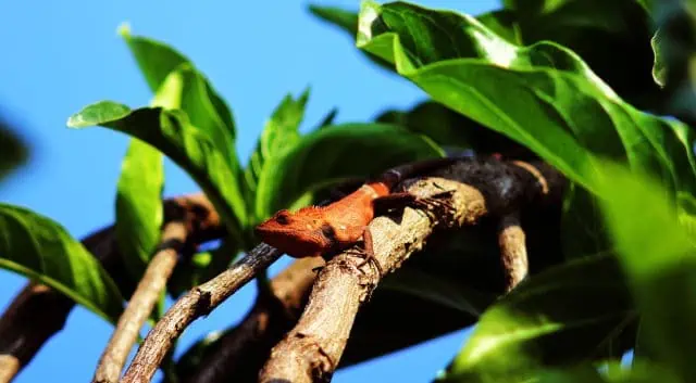 Tokay Gecko in tree