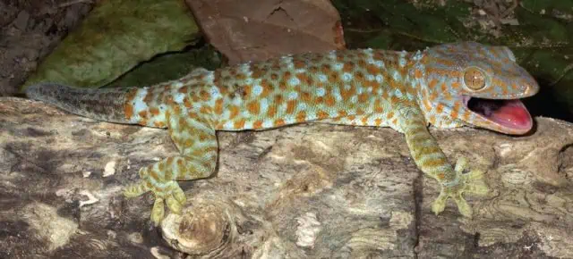 Tokay Gecko shedding