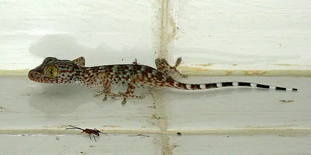 Tokay Gecko and insect