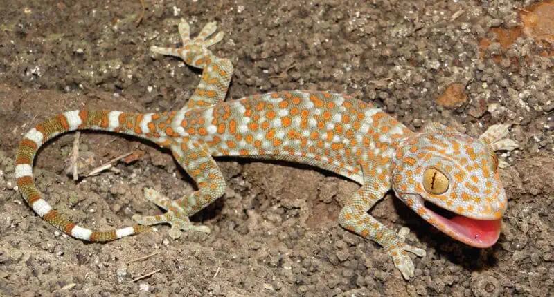 Tokay Gecko baby