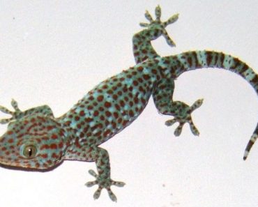 Tokay Gecko lizard