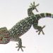 Tokay Gecko lizard