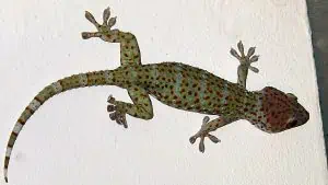 Tokay Gecko tail