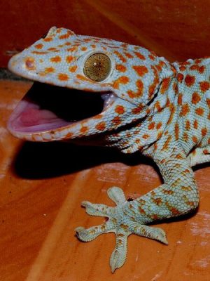 Tokay aggresive towards other lizards