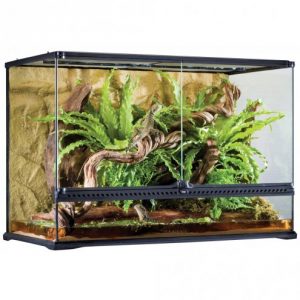 🥇 Tokay Gecko Cage Setup & Care - Terrarium Complete Guide