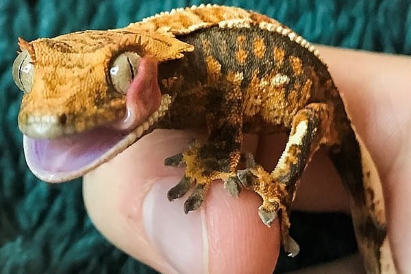 crested gecko lighting and heating