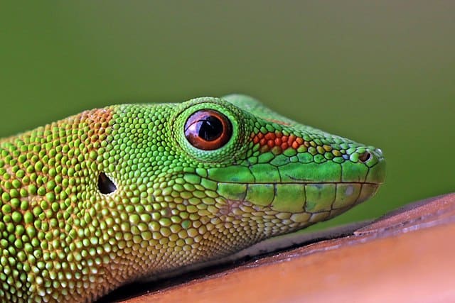 Giant Day Gecko2