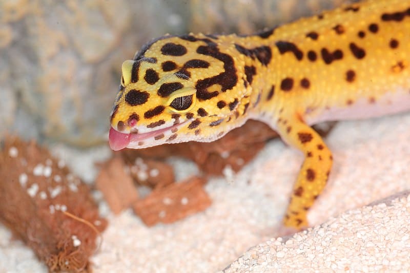 Can Leopard Geckos Eat Insects