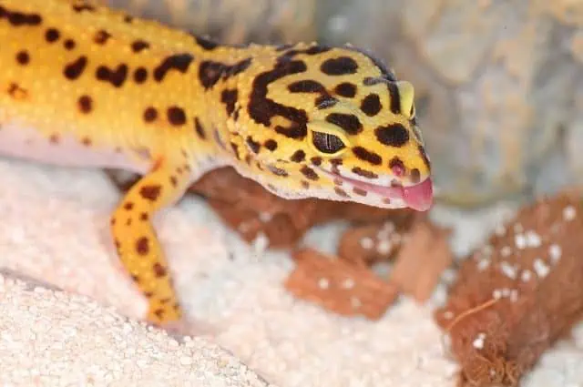 Leopard Gecko