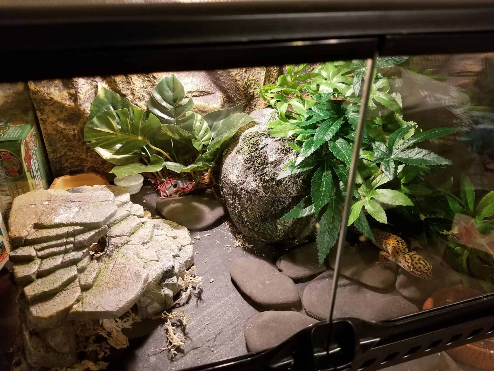 Types of substrates for Leopard Gecko Tanks - ReptileBreeds.com