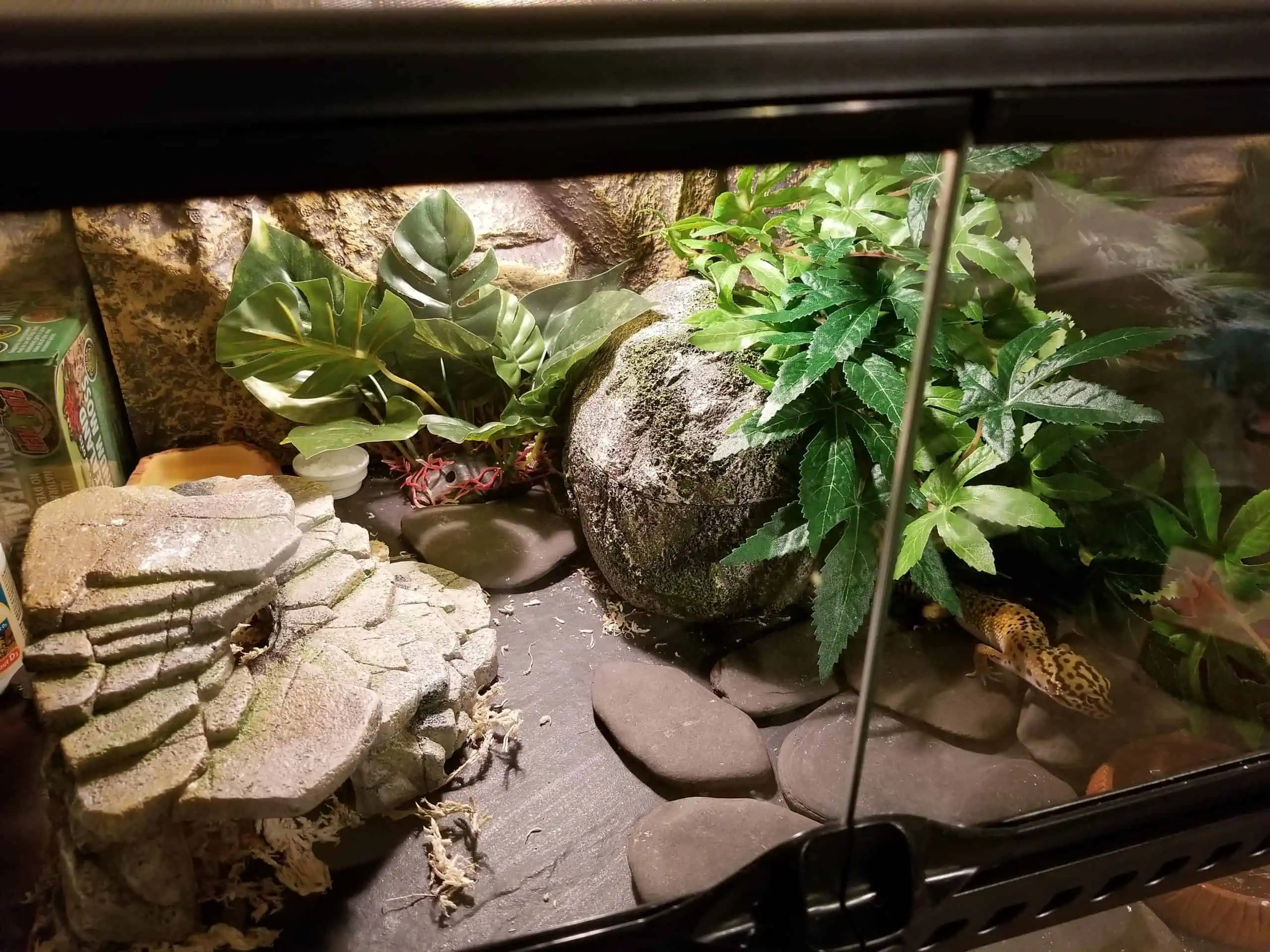 Slate substrates for Leopard Gecko Tanks