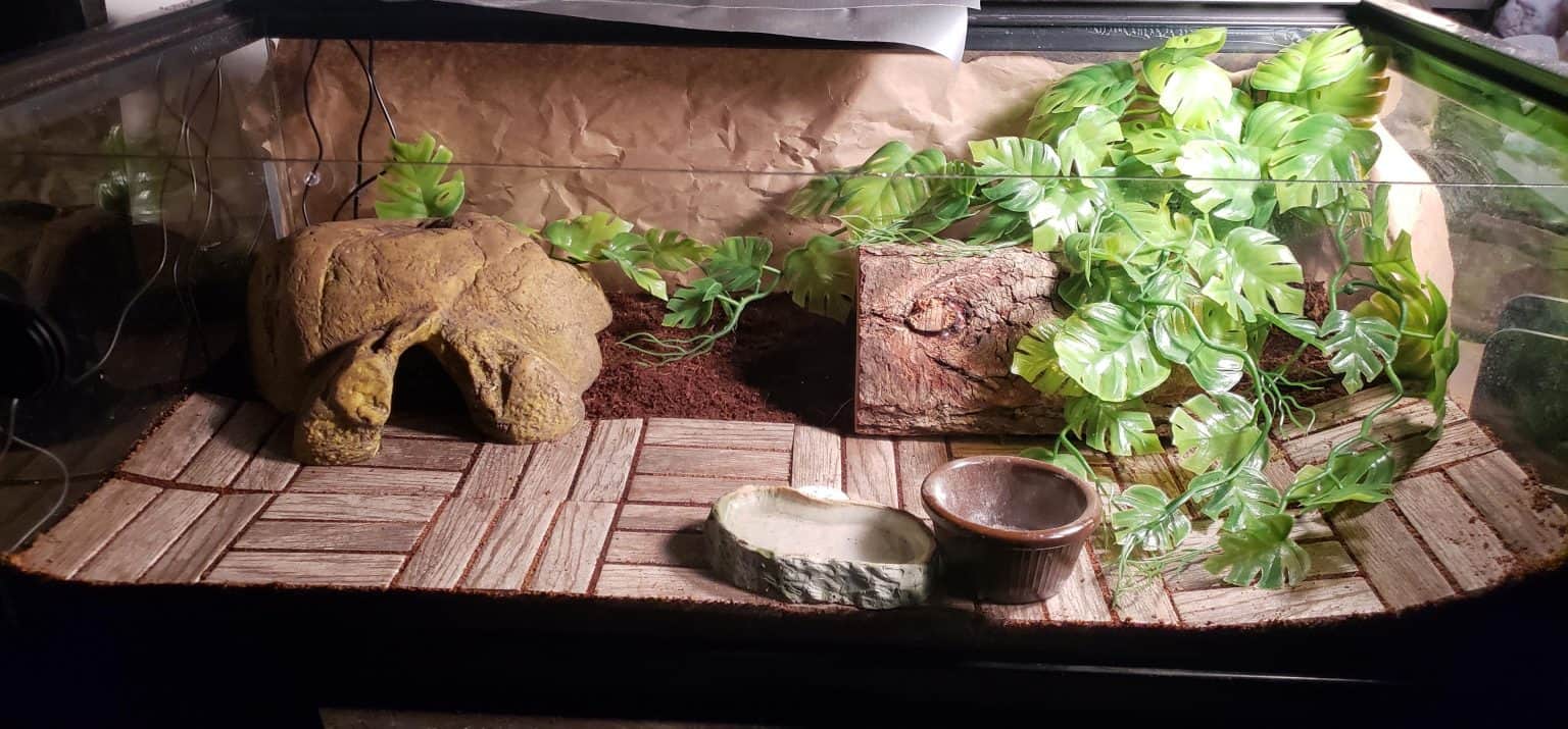 African Fat Tailed Gecko Cage Setup & Care - ReptileBreeds.com