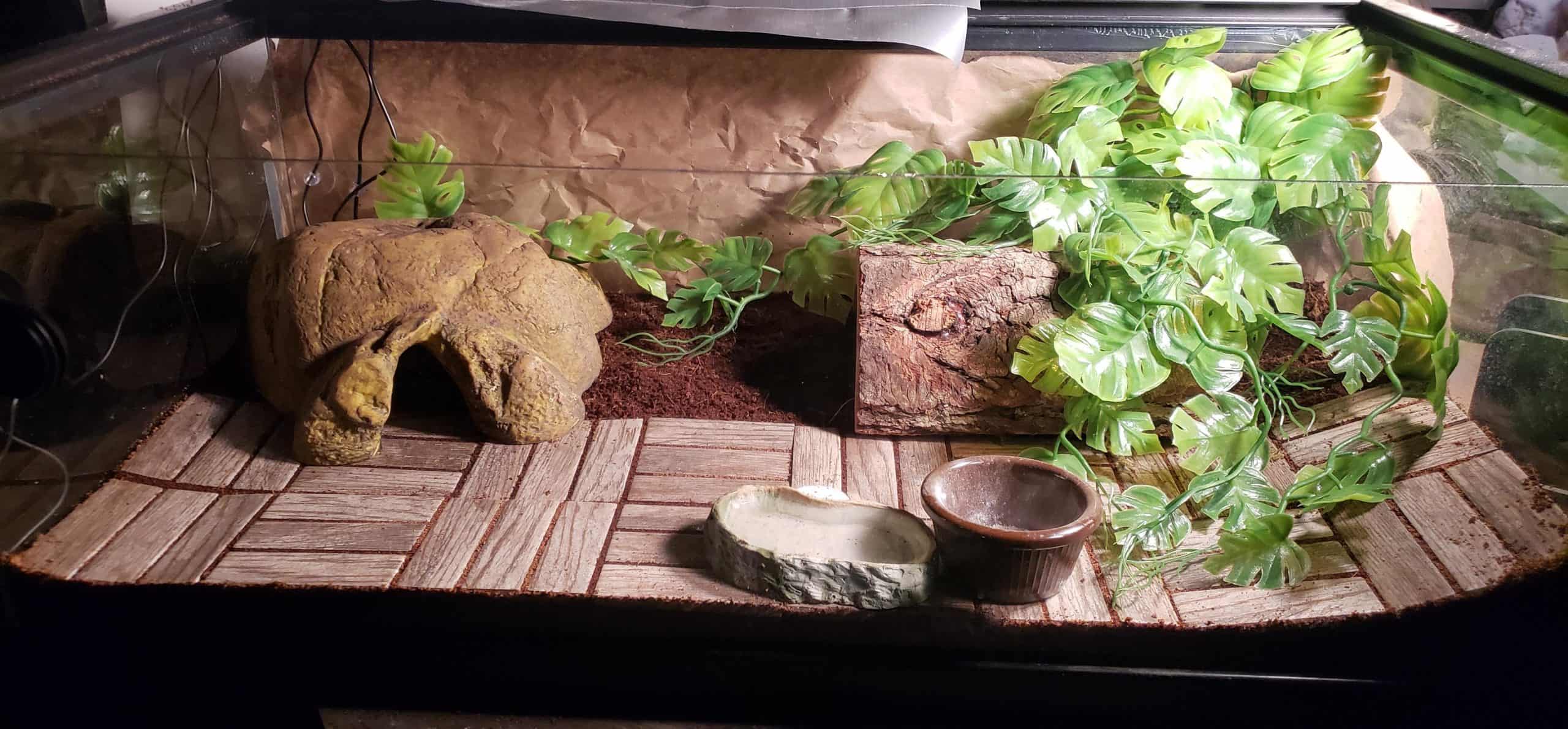 African Fat Tailed Gecko tank