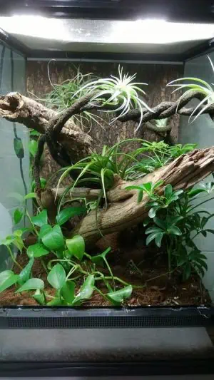 Crested Gecko Cage Setup