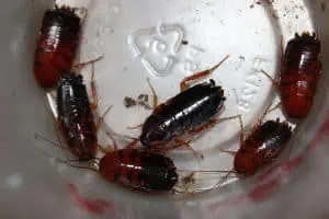 Roaches