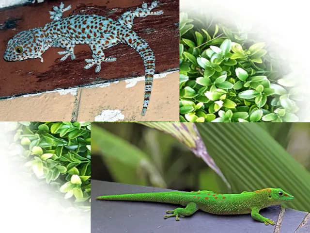 Tokay Gecko vs Giant Day Gecko