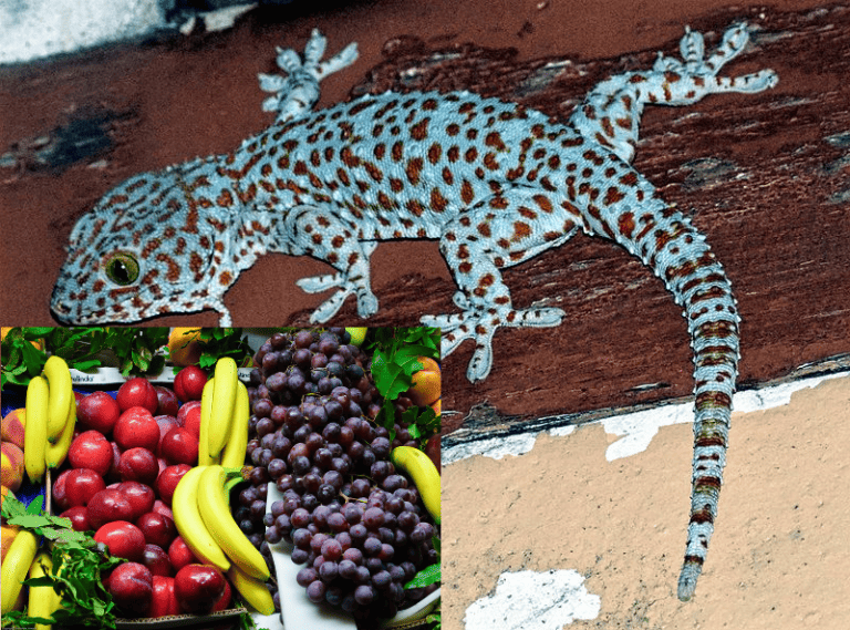 Can Tokay Geckos Eat Fruit