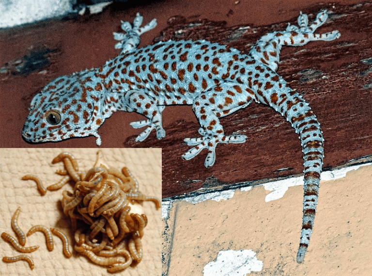 Can Tokay Geckos Eat Mealworms