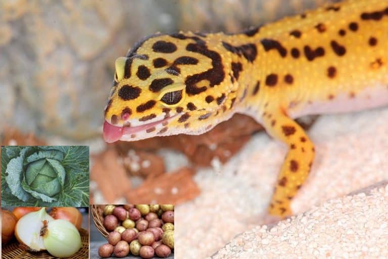 Leopard Gecko Vegetables