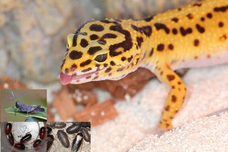 Can Leopard Geckos Eat Insects 12 Questions Answered