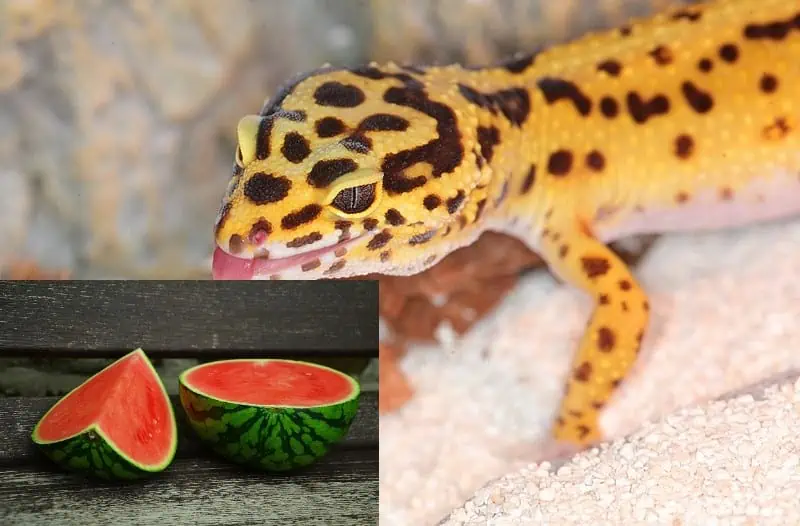 Leopard Gecko watermellown