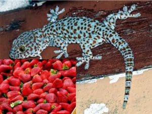 Tokay Gecko Strawberries