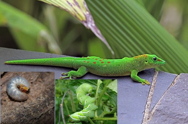 Can Giant Day Geckos Eat Worms – 10 Questions Answered