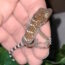 Handling Tokay Gecko baby