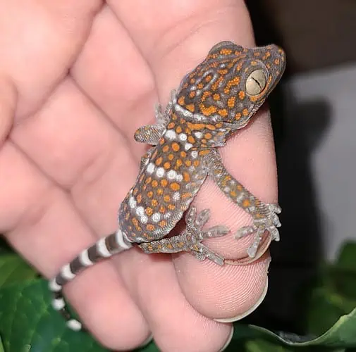 Handling Tokay Gecko baby