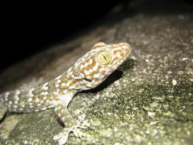 Mating rituals Gecko Gecko