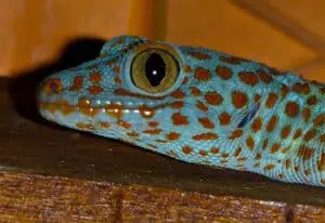 Tokay Gecko beautiful colors morph