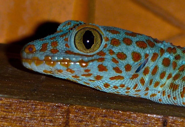 Tokay Gecko beautiful colors morph