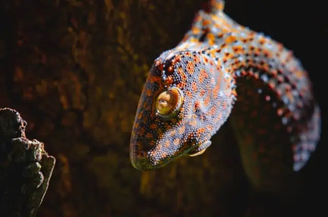 Tokay Gecko behaviour