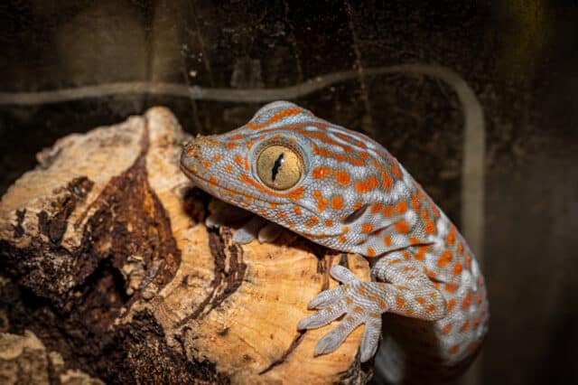 Tokay Gecko baby