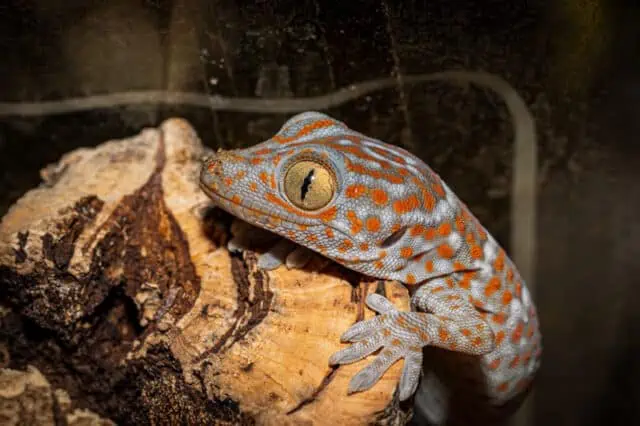 Tokay Gecko handle