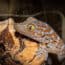 Tokay Gecko baby
