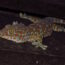 Tokay Gecko mating rituals