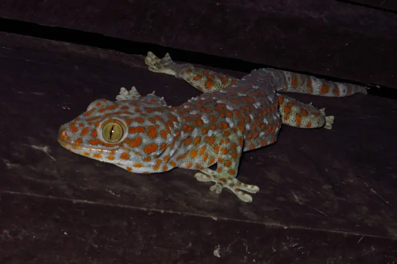 Tokay Gecko mating rituals