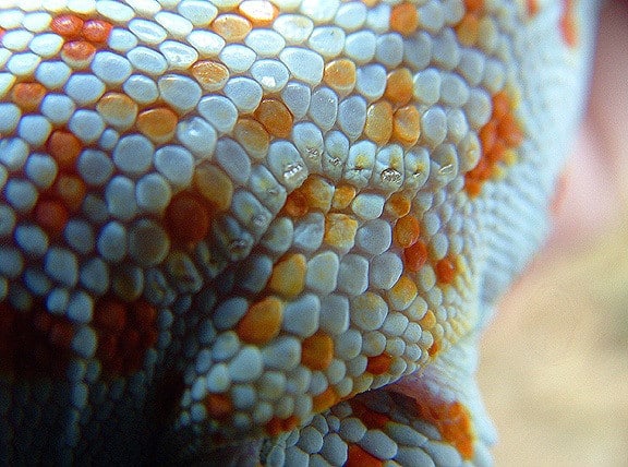 Tokay Gecko morphs colors