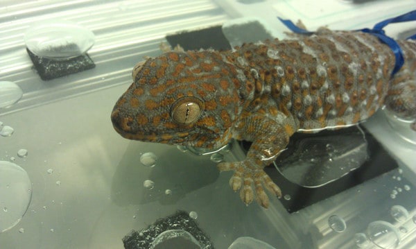 Tokay Gecko water