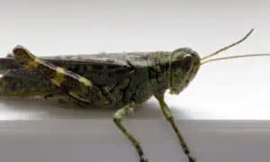 Crickets for Tokay Geckos