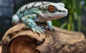 Fat Tokay Gecko overfeeding