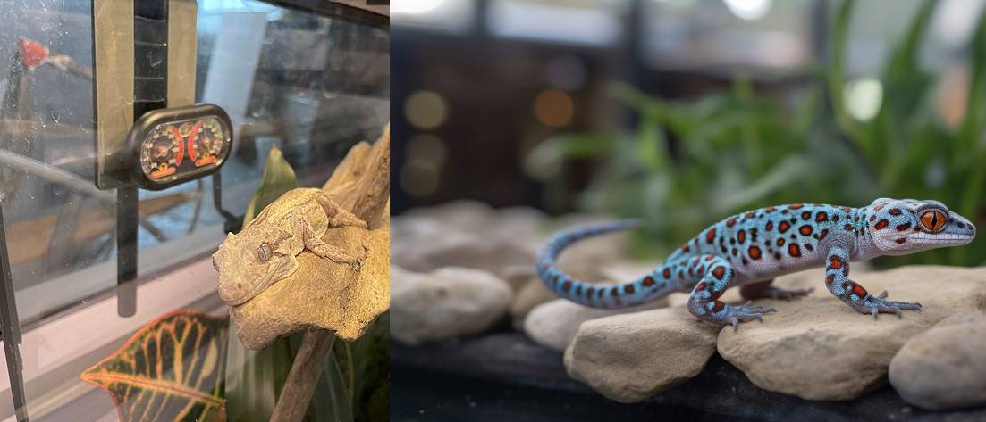 Tokay and Gargoyle Geckos: A Side-by-Side Pet Comparison