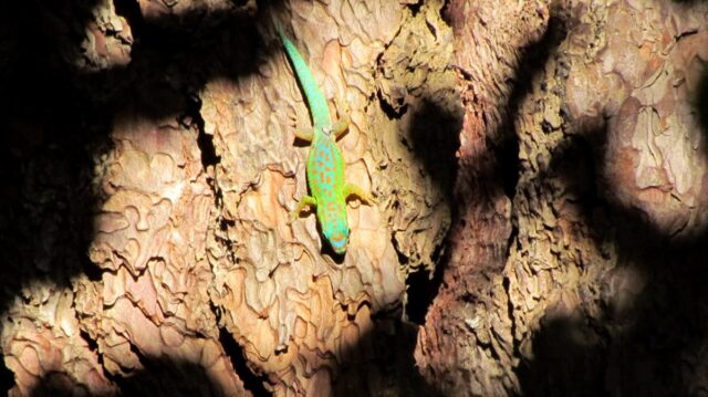 Blue-Tailed Gecko