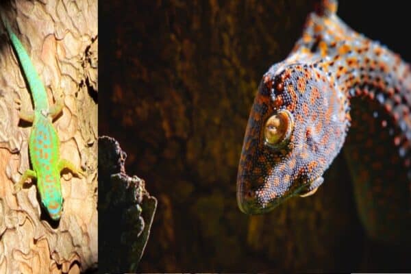 Blue-Tailed-Gecko-vs-Tokay-Gecko